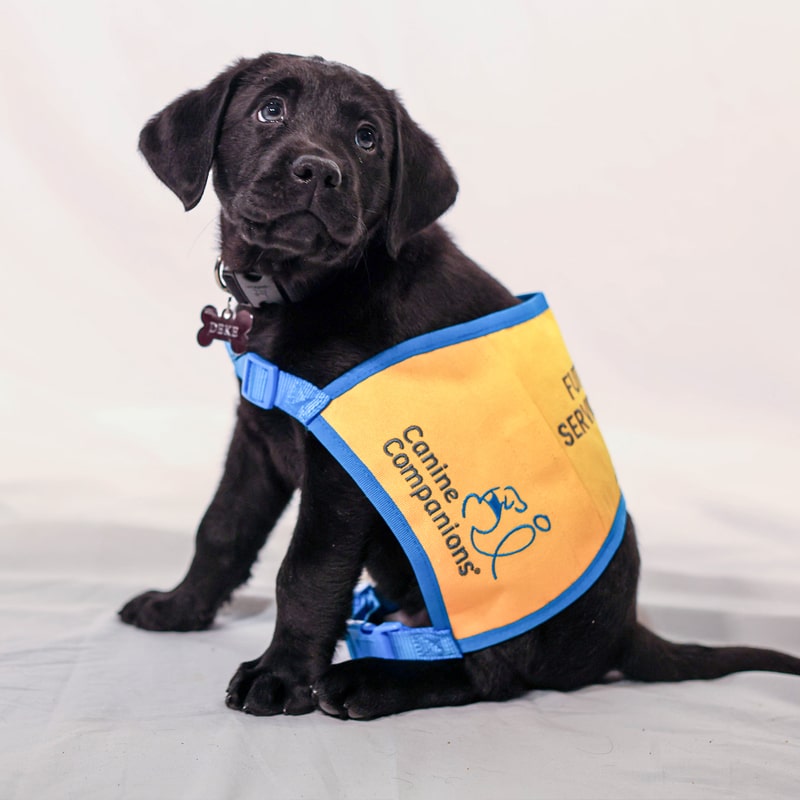 Black Labrador puppy wearing a yellow-and-blue Canine Companions service vest, looking up with a tag on its collar.