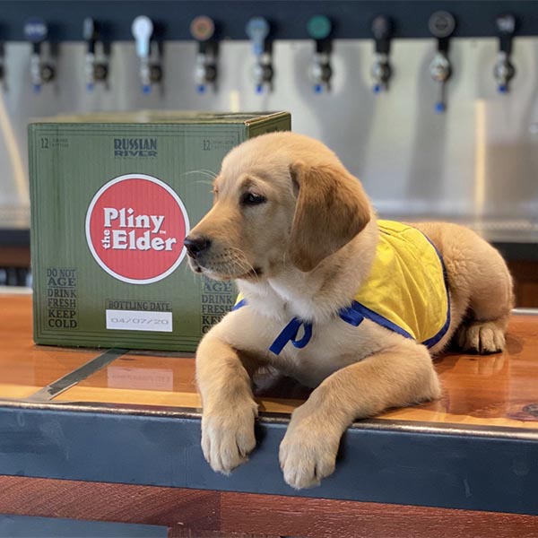 Young lab puppy in a yellow puppy vest lays on top of a bar next to a case of Pliny The Elder beer