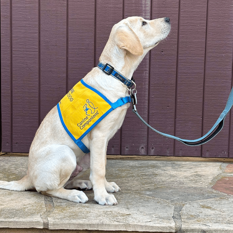 A yellow Lab puppy wearing a vest with blue straps that reads 'Canine Companions,' sitting on a stone surface with its head raised, facing a purple wall.