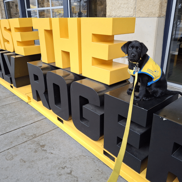 A black puppy wearing a yellow service vest sits on large, colorful letters that spell out a phrase, with yellow letters on top of black letters, in an outdoor setting.