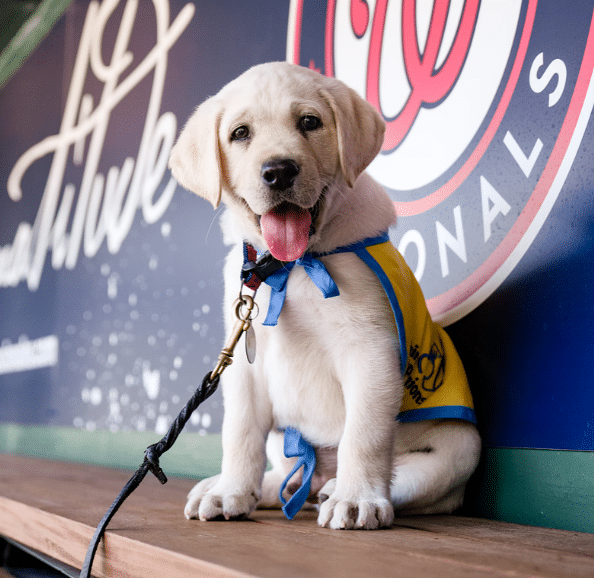 Yellow-vested puppy sits on a bench with a leash and tongue out in front of a Canine Companions sign