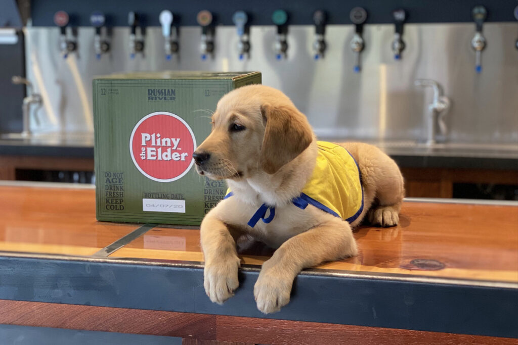 puppy laying on a counter top at a bar
