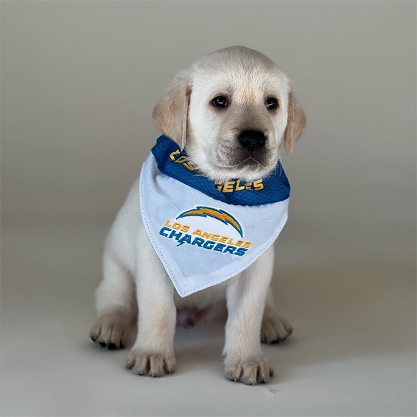 Yellow lab pup Brisket in a Chargers bandana