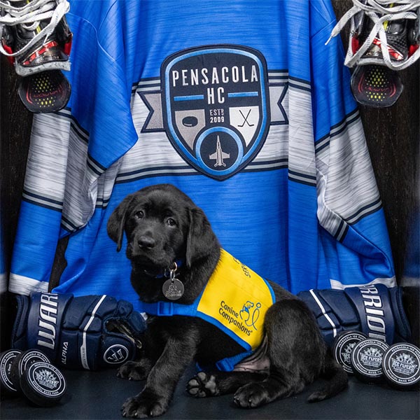 black lab puppy in yellow puppy vest sitting in front of Pensacola flyers team jersey and gear