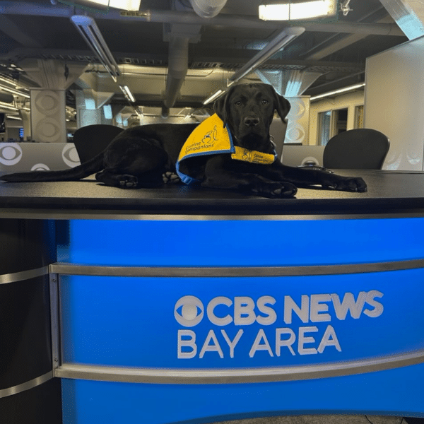A black dog wearing a yellow vest lies on a news desk with the text 'CBS NEWS BAY AREA' in blue, set in a modern newsroom environment.