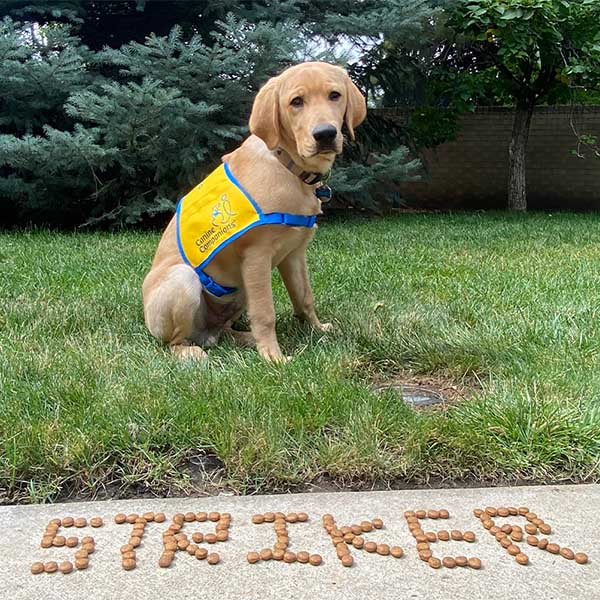 yellow lab in yellow puppy vest sitting on the grass with "striker" spelled out in treats in front of him