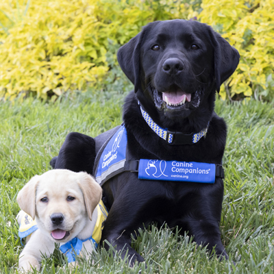 puppy and service dog seating on grass