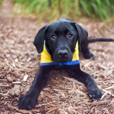 A black Labrador puppy in a yellow service dog vest looks up at the camera with a concerned look.
