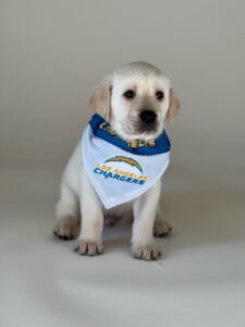 Yellow lab puppy wearing a LA Chargers bandana 