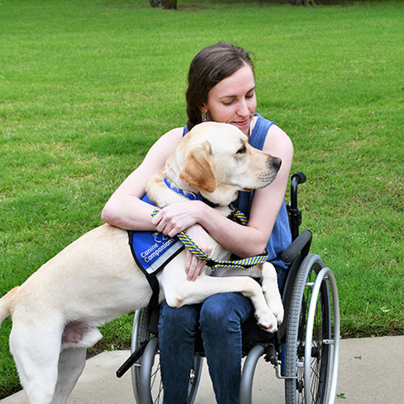 woman in a wheelchair hugging a yellow lab in blue service vest who is laying across her lap