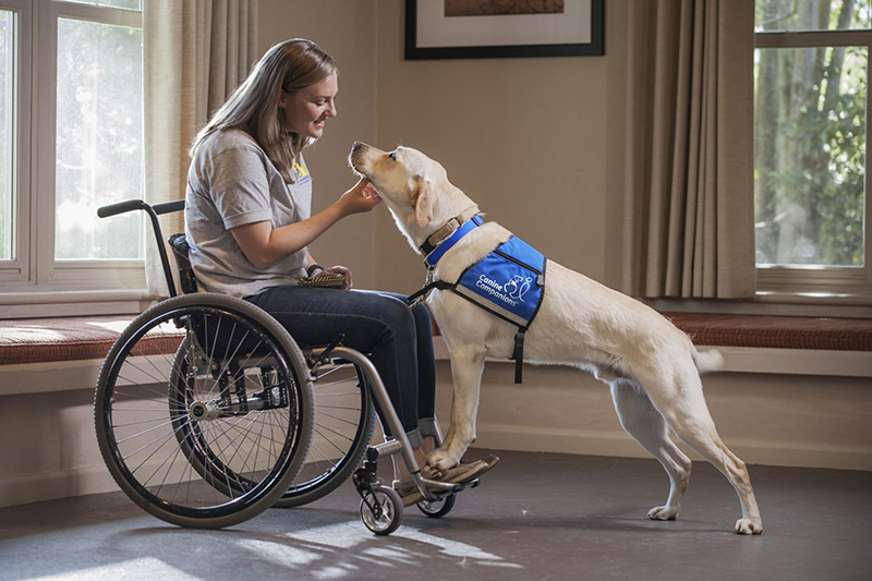 woman in a wheelchair scratching the chin of a yellow lab in blue service vest who is standing looking up at her