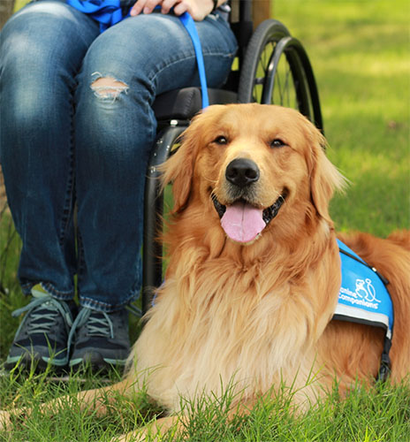 Golden retriever in blue vest laying down next to a person in a wheelchair