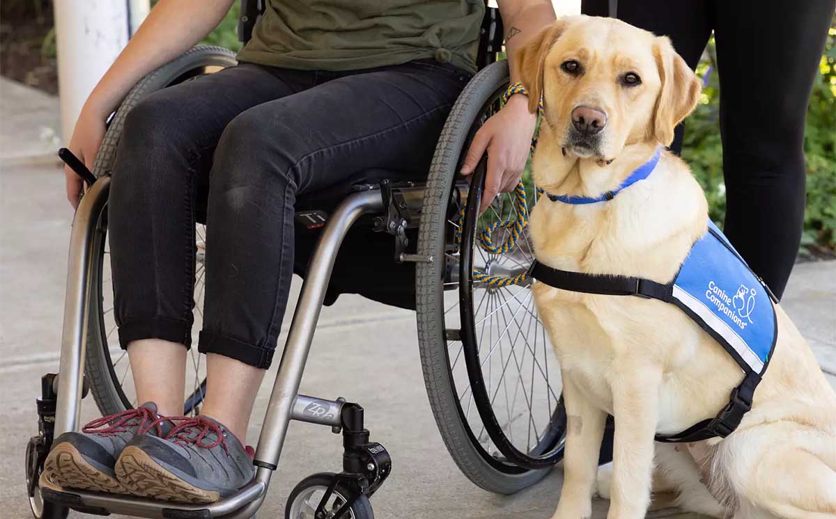 Yellow lab in blue service vest sits next to a person in a wheelchair