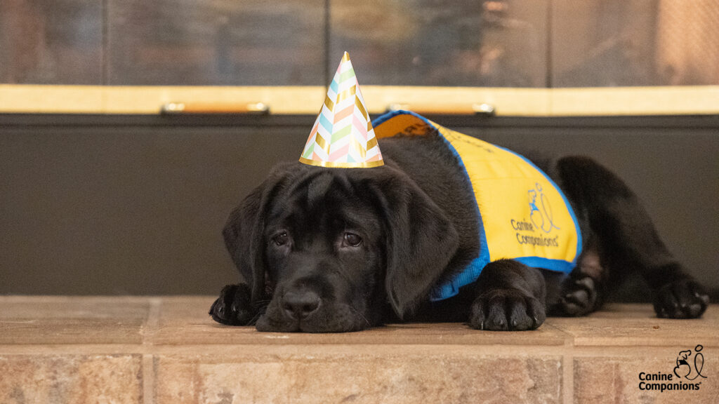 black lab puppy in yellow puppy vest laying down, wearing a small cone shaped party hat