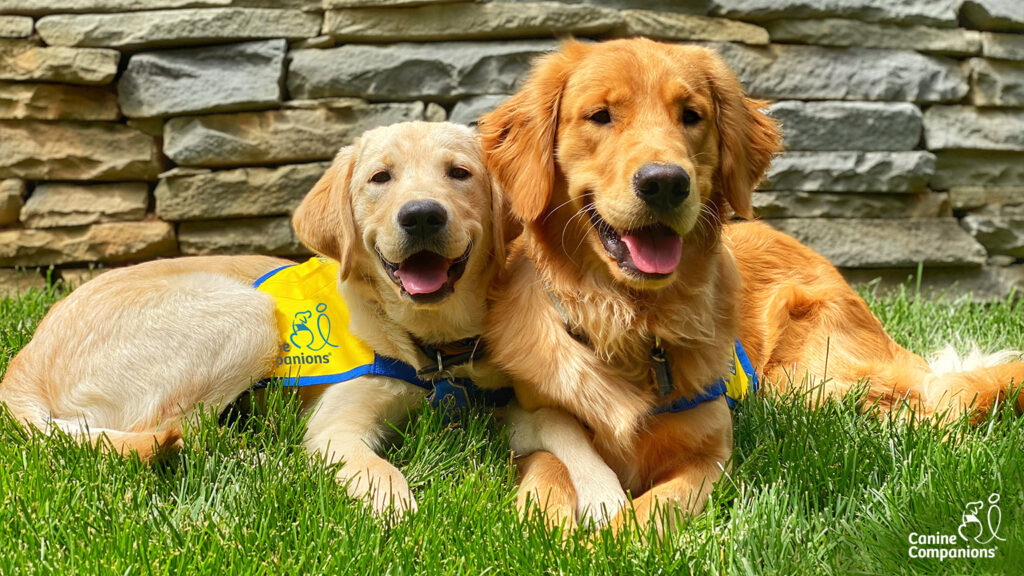 Golden retriever next to a yellow lab puppy, both in yellow puppy capes