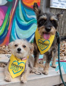 Two terriers wearing DogFest bandanas