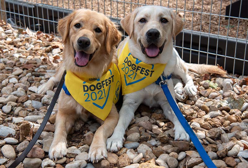 Two labs wearing DogFest bandanas