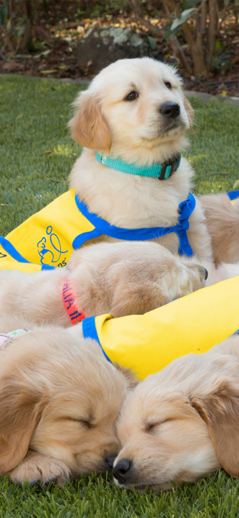 a cute pile of yellow lab puppies in yellow puppy capes