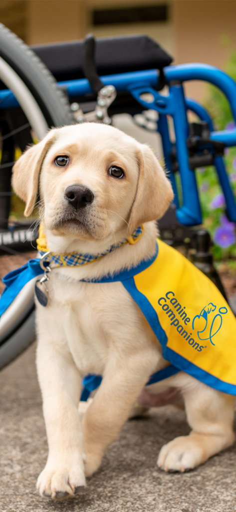 small yellow lab puppy in yellow puppy cape sitting in front of a wheelchair