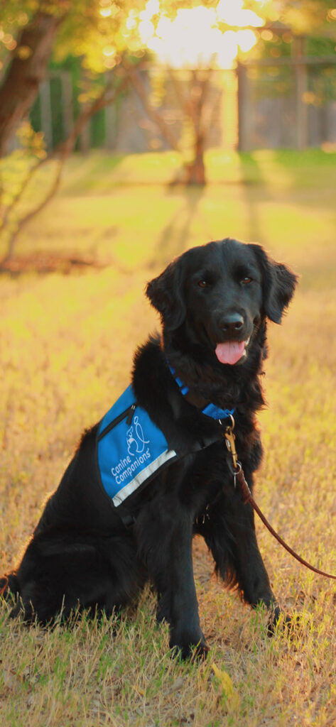 Black lab/golden mix in blue vest sitting in a grassy field looking at the camera