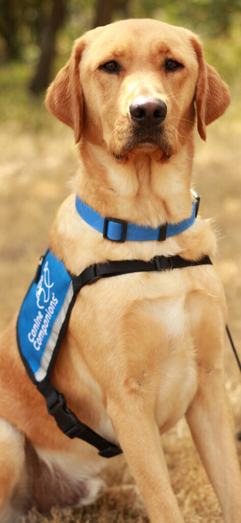 Regal looking yellow lab in blue service vest sitting and looking at the camera