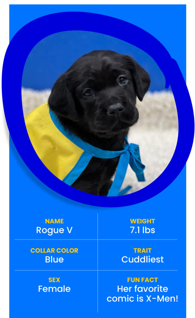 Puppy Rogue 5 card