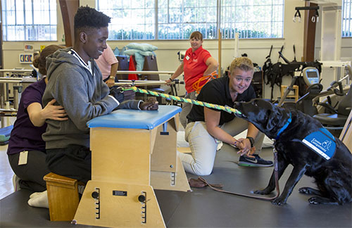 Service dog facility dog is helping a young african american man with physical therapy