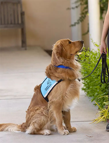 Golden retriever in teal therapy dog vest sits staring up at their handler