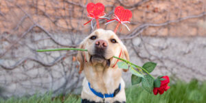a yellow Labrador with heart headband holding a rose in its mouth, sitting on grass