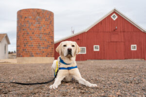 Yellow lab laying in front of Barn