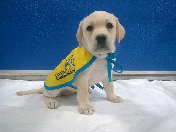 puppy with vest