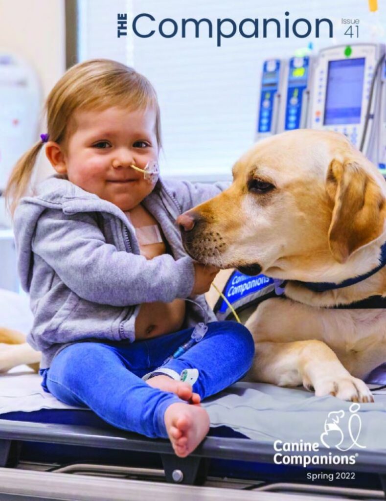 Image of the cover of The Companion Issue 41, a young girl in a hospital sitting on a bed with a yellow lab in blue service vest laying next to her