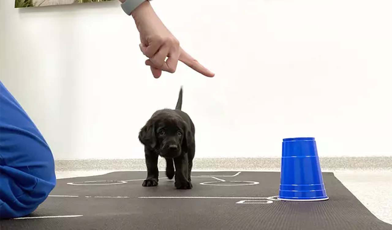 Woman points to a cup and a black lab puppy looks on