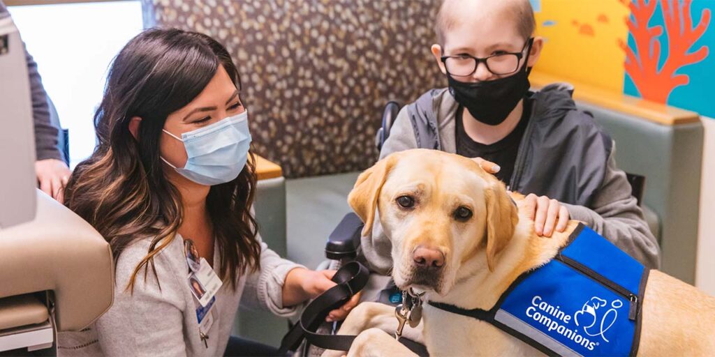 Yellow Labrador wearing a blue vest with Canine Companions text with front legs on patient sitting in wheelchair in hospital