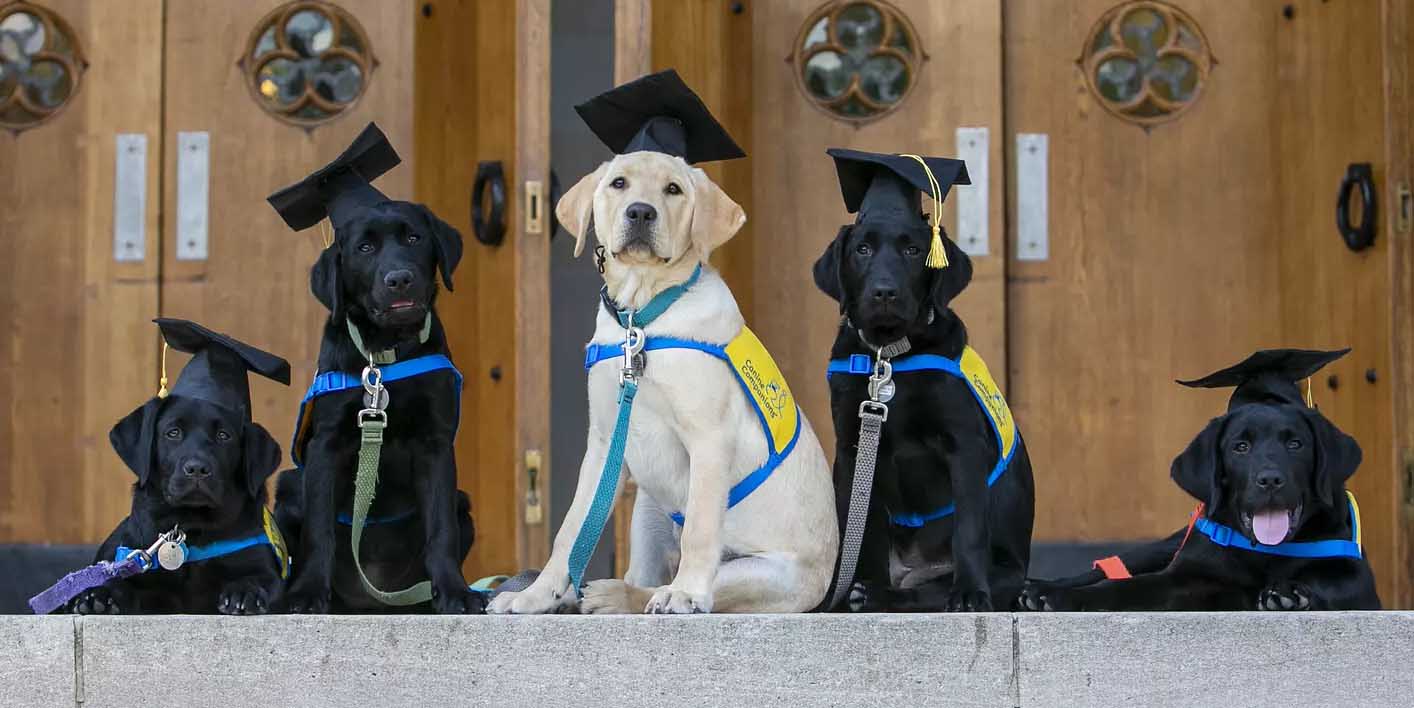 five young black and yellow lab puppies in yellow puppy vests and graduation mortar board hats