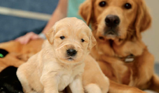 Young puppy stands in front of mother dog