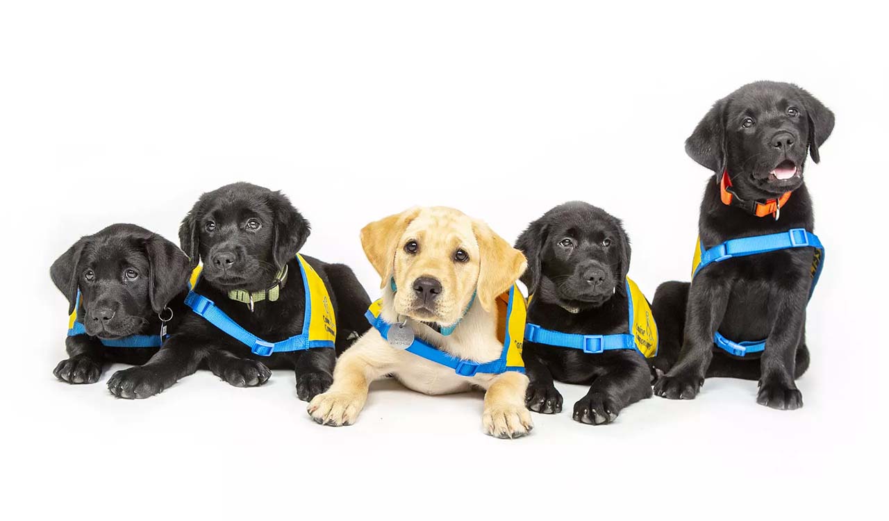 black and yellow lab puppies lay across the image wearing yellow puppy vests