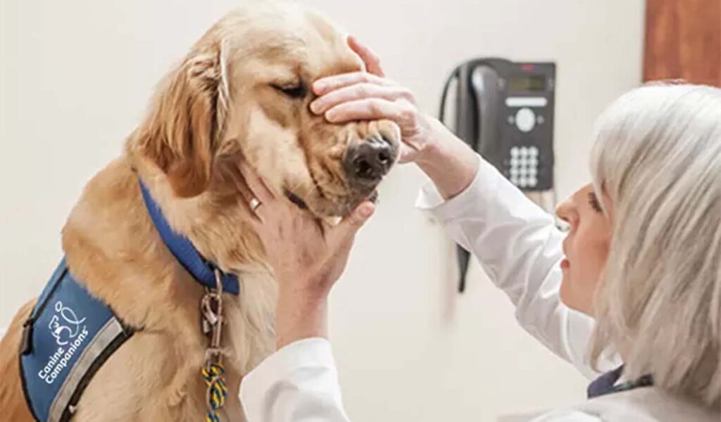 veterinarian inspects the teeth of a golden retriever in a blue service vest