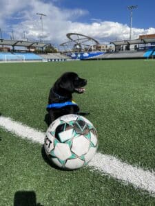 black lab puppy standing on soccer field with soccer ball