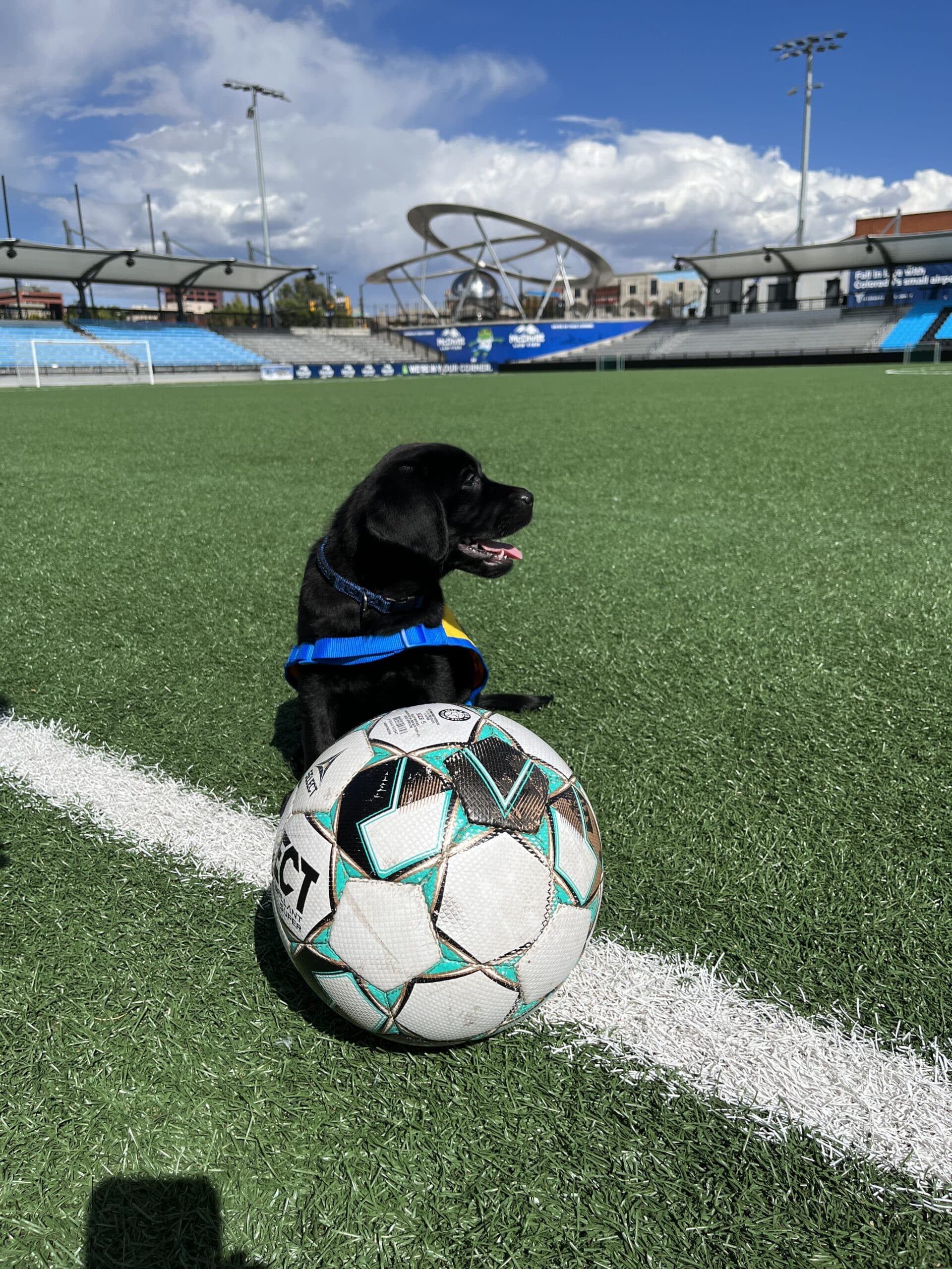 are dogs allowed at the switchbacks stadium