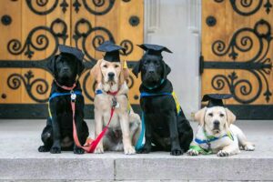 Four dogs in graduation hats