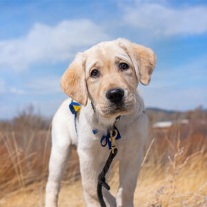 puppy in yellow cape with a black leash attached stands in a field