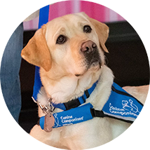 yellow lab in a blue service dog vest