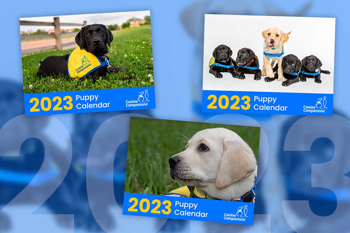 three options for the 2023 puppy calendar, a black lab in yellow puppy vest in the grass, a row of black lab puppies laying down with a yellow lab puppy standing, and a yellow lab puppy in yellow puppy vest laying in the grass