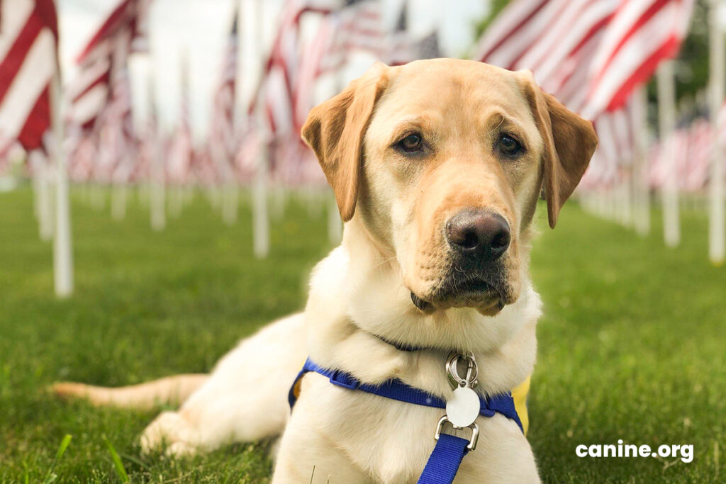 Yellow lab lays in the grass in front of hundreds of small American flags
