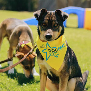 mixed breed dog in a yellow dogfest bandana