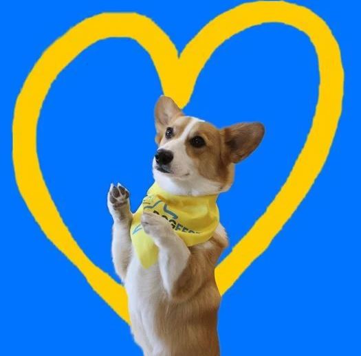 corgi in a yellow dogfest bandana superimposed over a yellow heart drawing