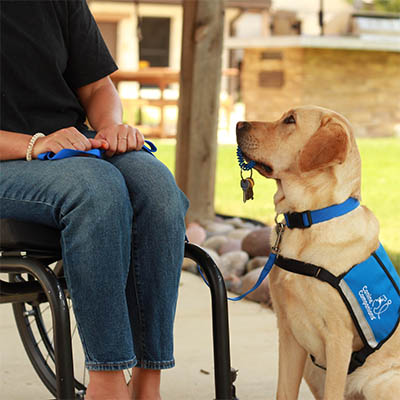 a yellow Labrador sitting with keys in mouth, facing towards a person in a wheelchair