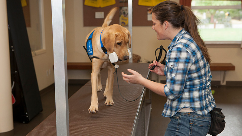 A young woman trains a yellow lab in blue service vest to retrieve a dumbbell