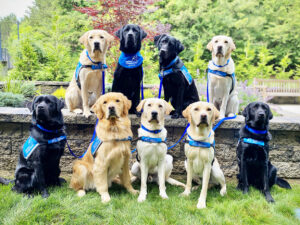 Nine Canine Companions service dogs